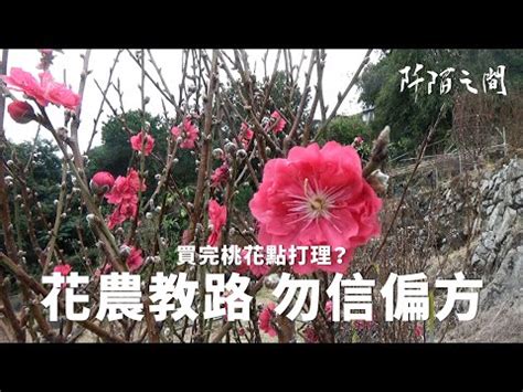 桃花哪裡買|心栽花坊